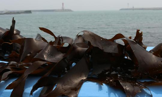 other sea vegetables, sea purslane