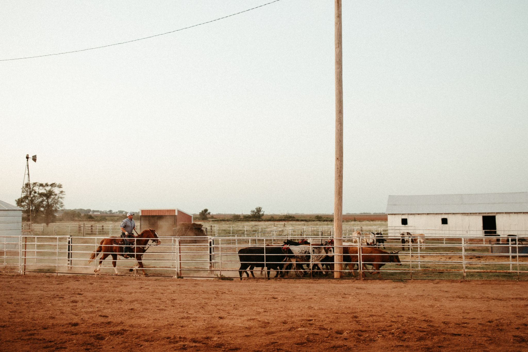 Horse and owner wrangling up cattle