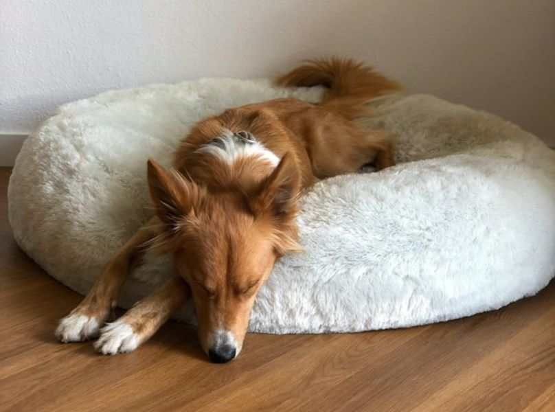 Brown And White Long Coated Dog Lying On White Pet Bed