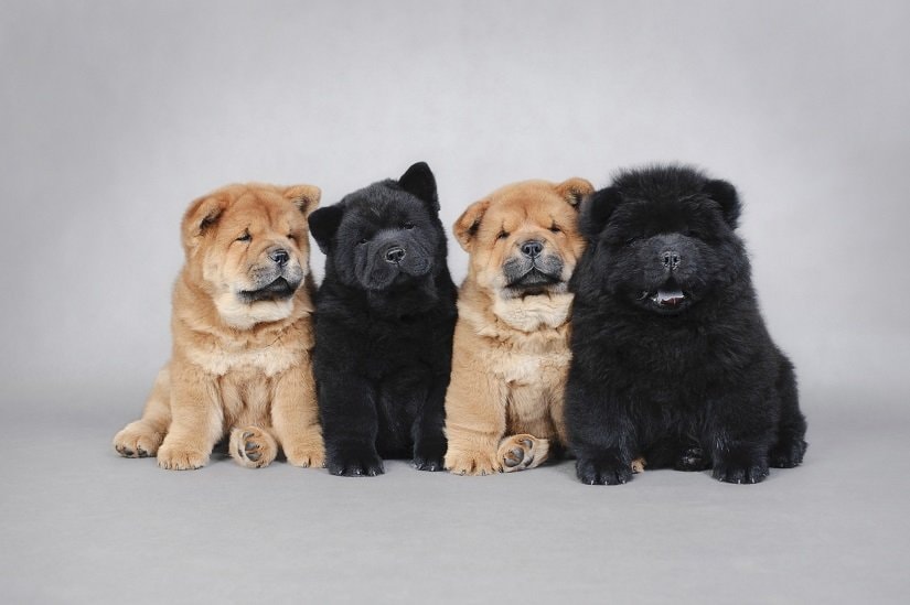 Chow-Chow Welpen | Foto: Foto-front / Depositphotos.com