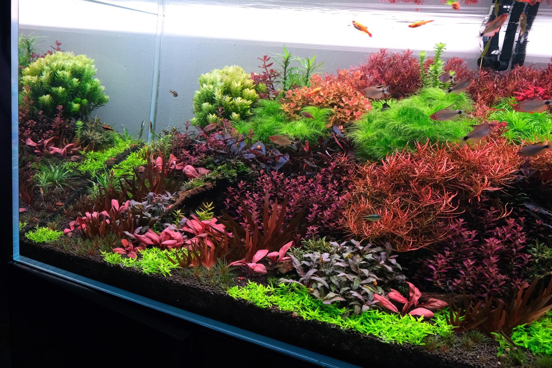Lush Dautch Style Aquarium