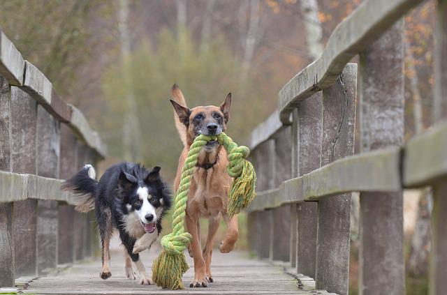 malinois and border collie, belgian shepherd dog, playing dogs