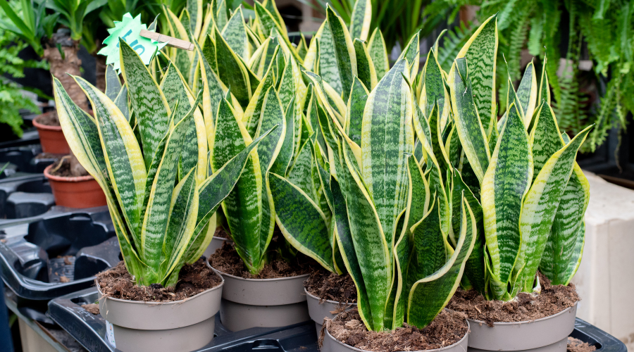 snake plants need