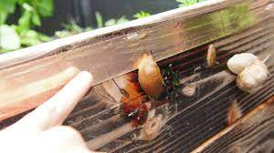 Is Copper Tape effective against snails and slugs (let's do an experiment)  - YouTube