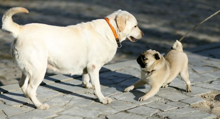 Two different dogs