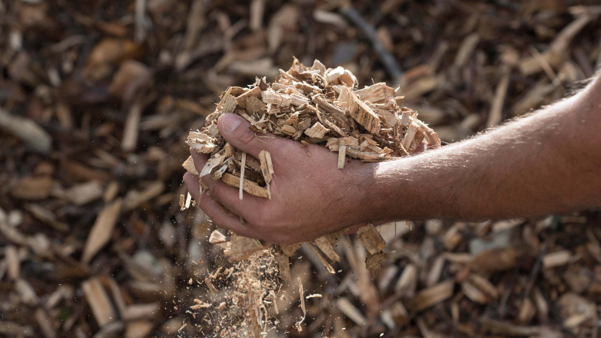An example of wood chips, used to help regulate soil temperature in your garden.