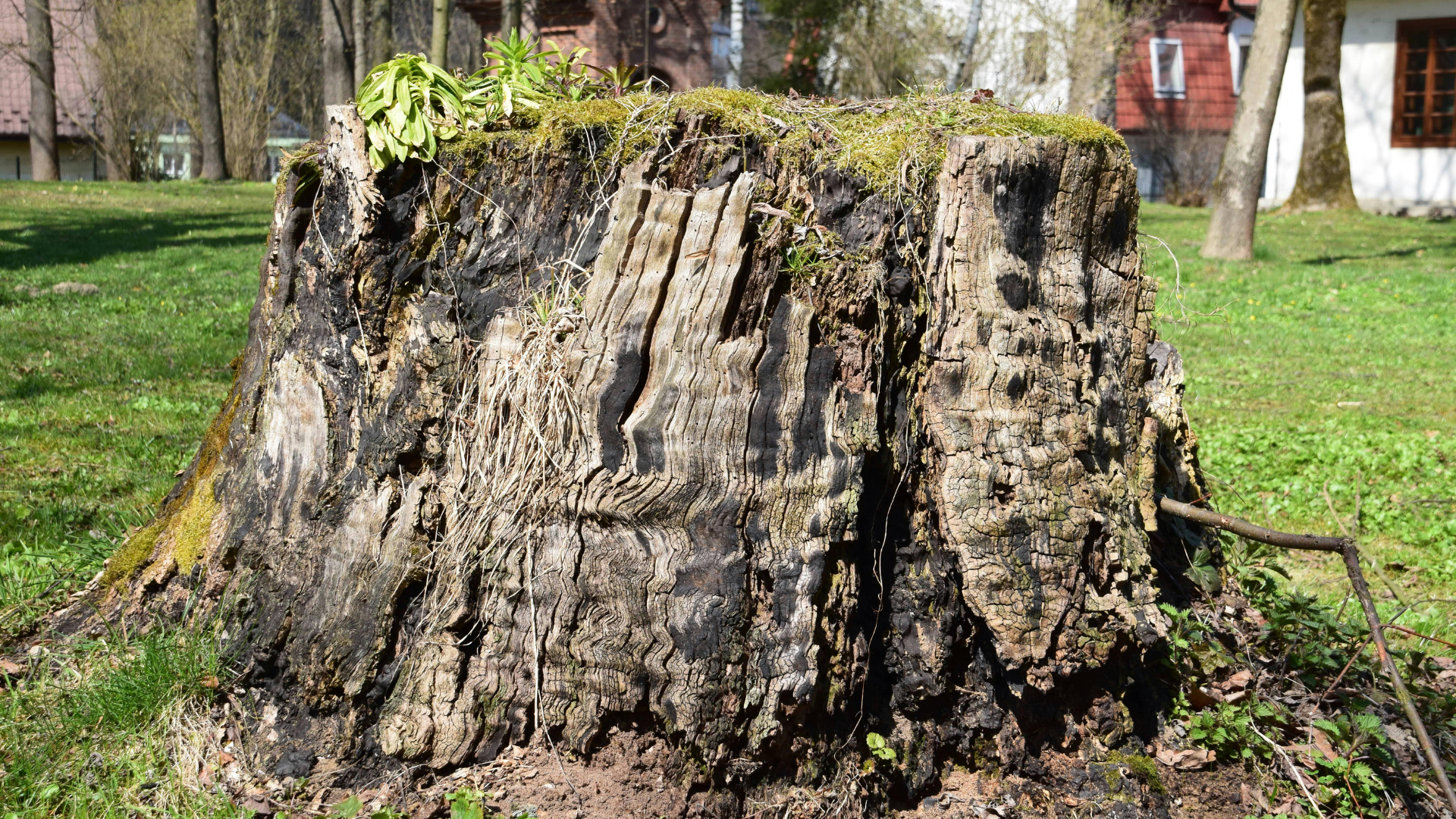 An old, rotten tree stump on a lawn.