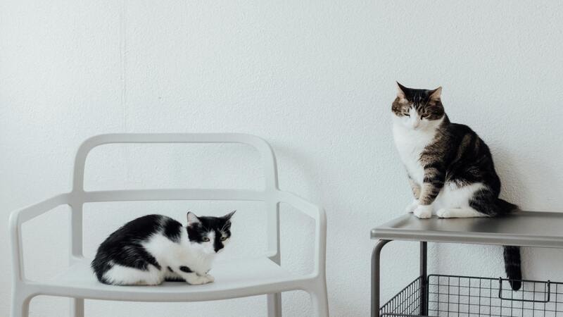 Cats in a comfortable indoor area