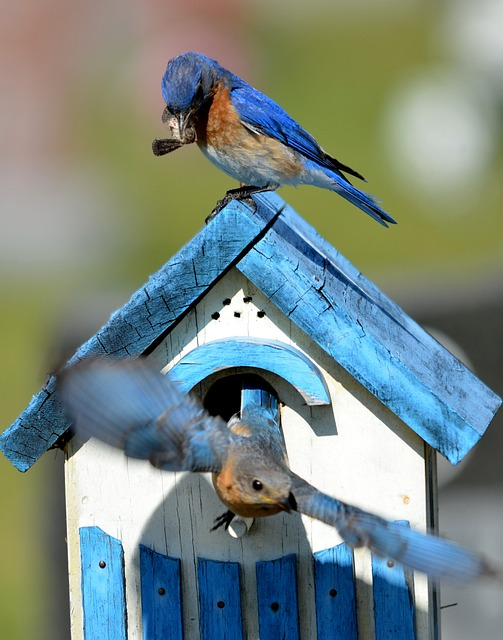 bluebird, bird, aviary