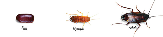 An image showing the stages of Oriental Roach development. 