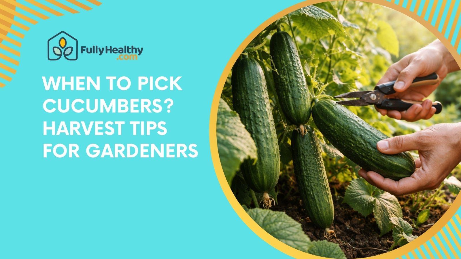 When to Pick Cucumbers? Harvest Tips for Gardeners