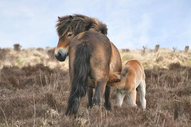 exmoor, horse, nature