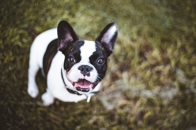 Black And White French Bulldog Looking Up