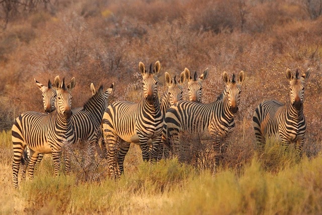zebras, animals, africa, south africa, nature, namibia, savannah, safari, wildlife