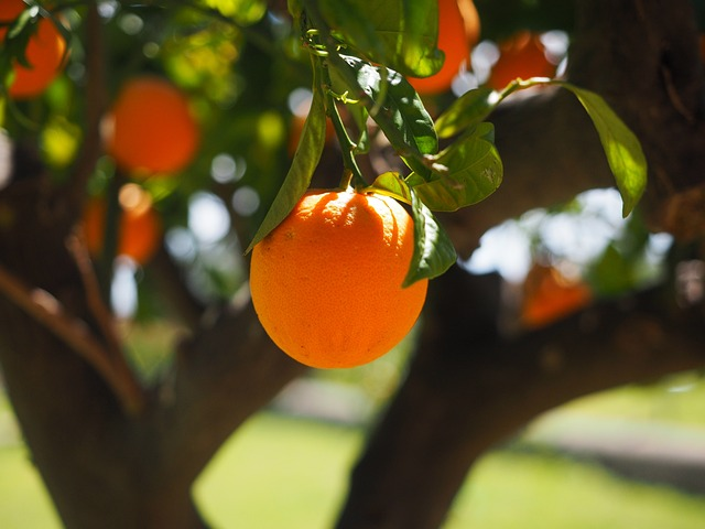 An orange fruit, rich in Vitamin C.