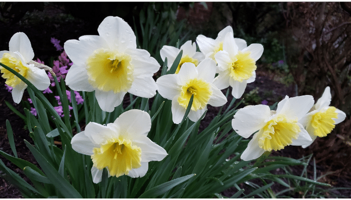 bulbs in the fall