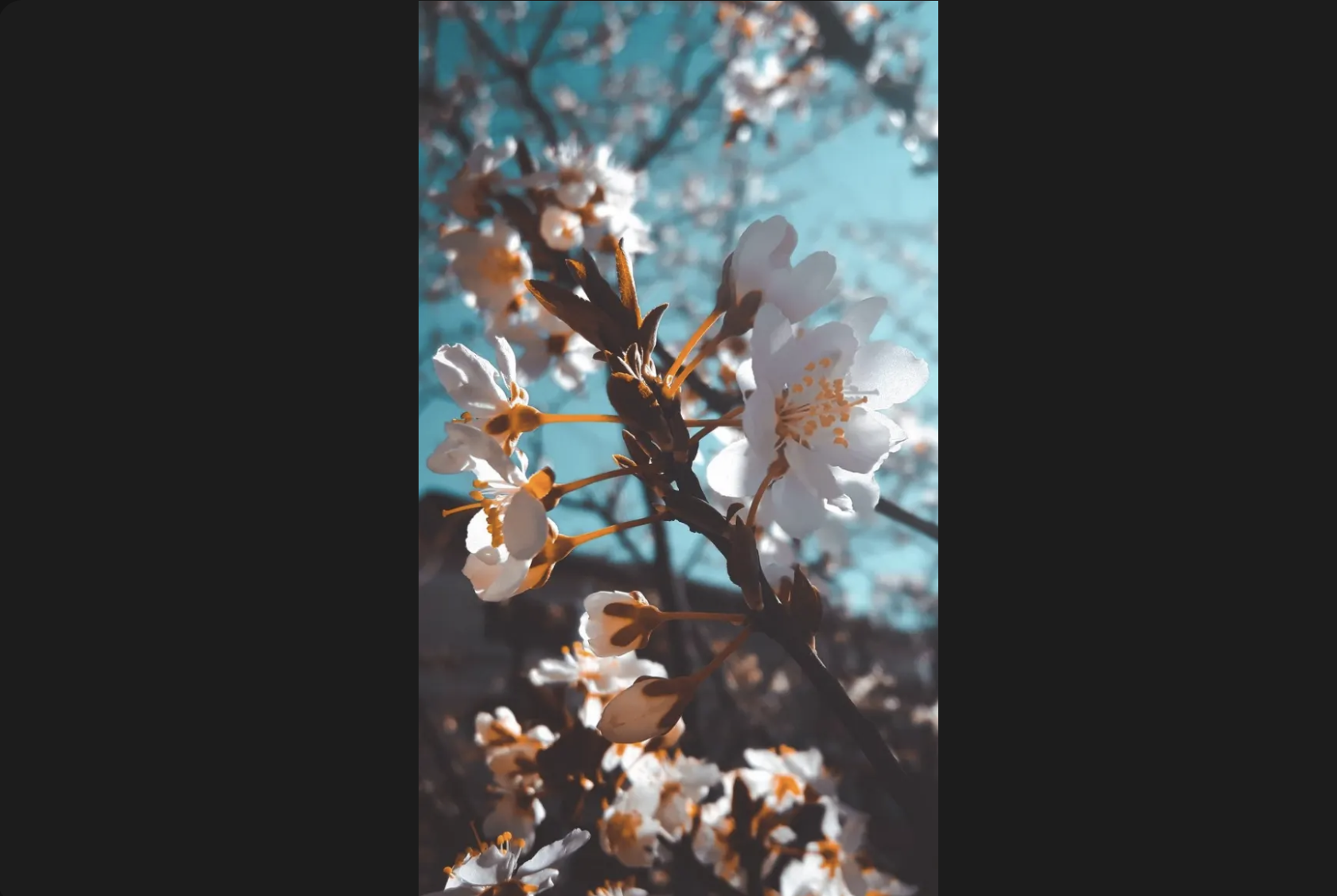 aesthetic phone wallpaper