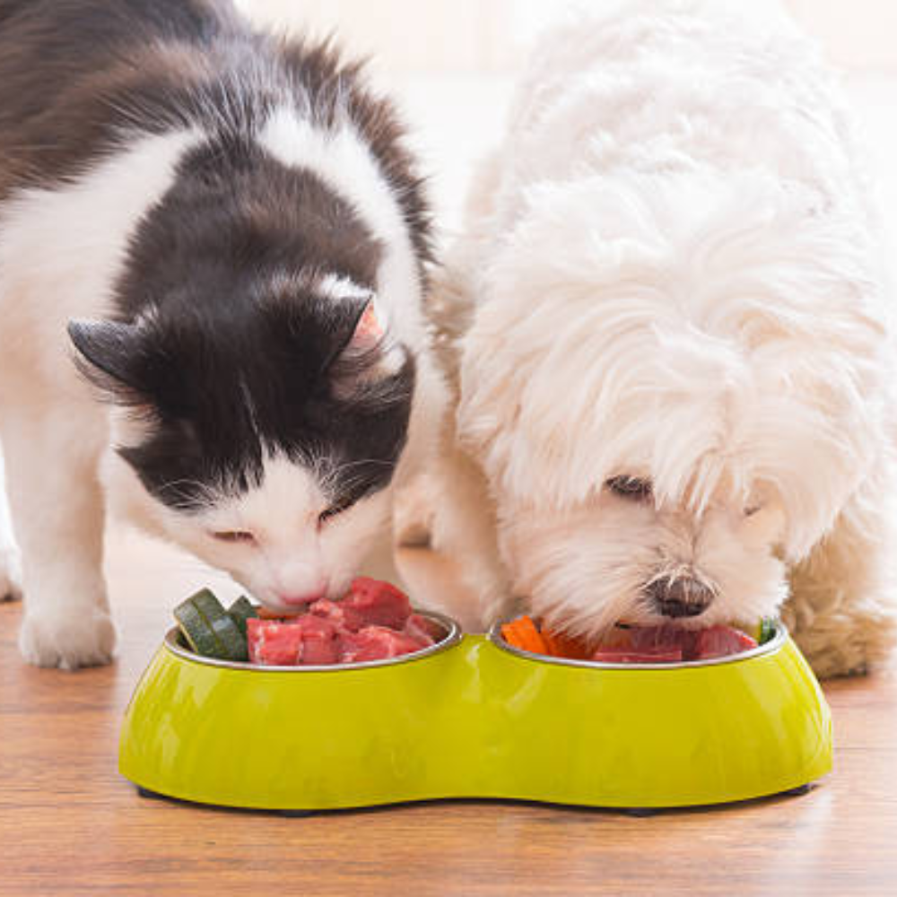 Providing Healthy Natural Foods for Your Furry Friends