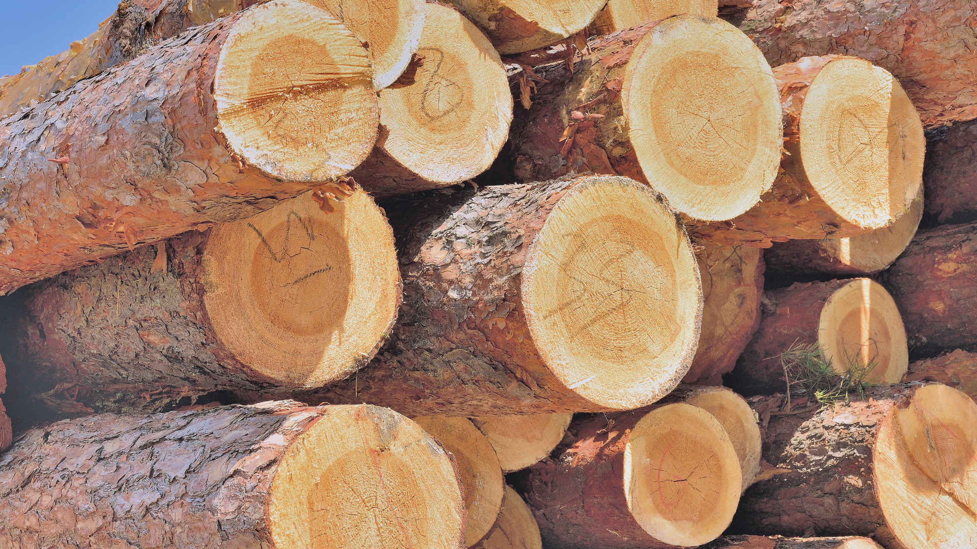Pine trees are a stable of the construction industry, as seen by this stack of pine trees here.