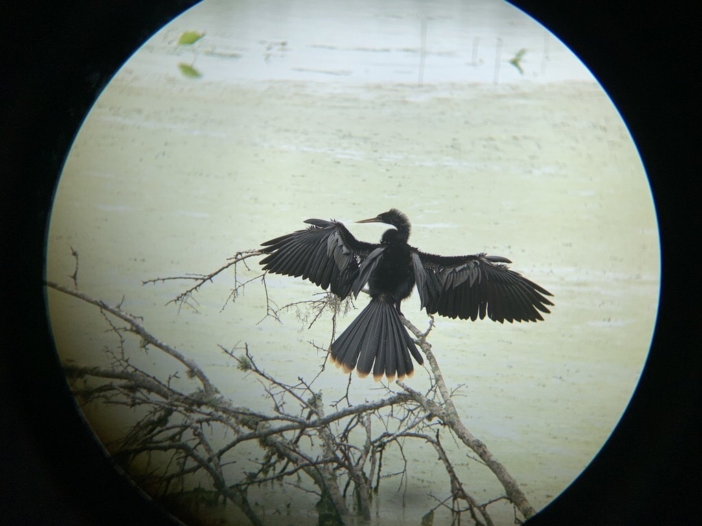 Conservation Efforts for birds