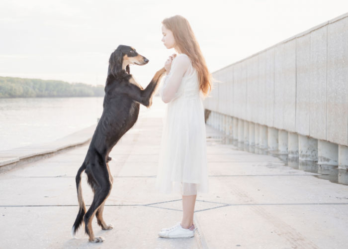 A Saluki standing on hind legs with child owner