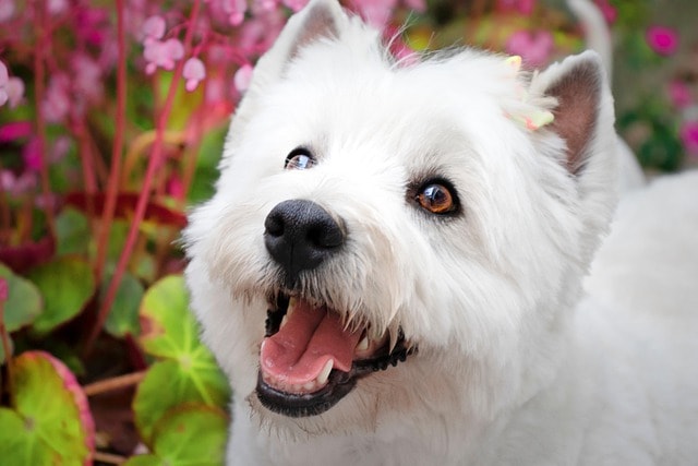 animal, dog, canine, breed, nature, mammal, friend, fur, west highland white terrier, pet, west highland white terrier, west highland white terrier, west highland white terrier, west highland white terrier, west highland white terrier