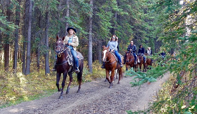 riding, horses, horse riding