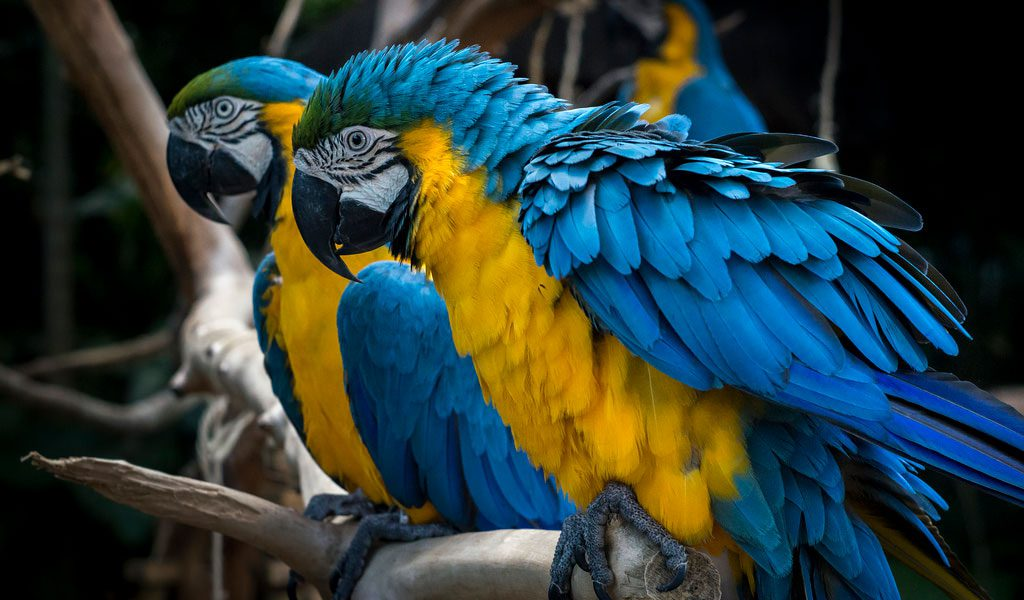 wild parrots, exotic birds, bird