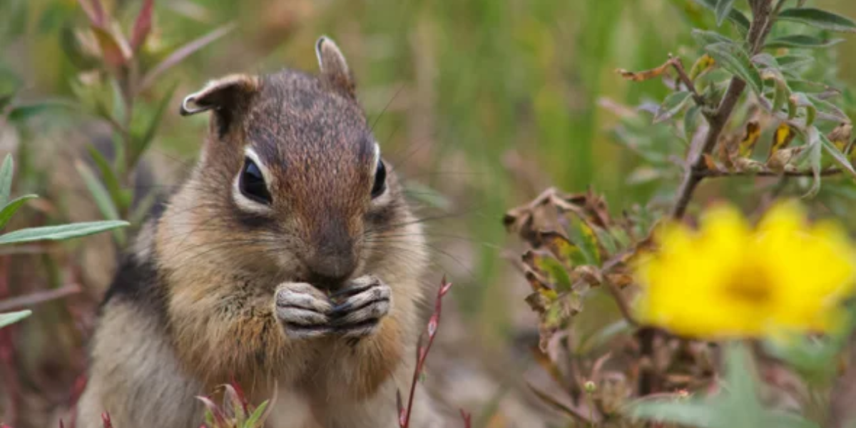 interesting animals in yosemite