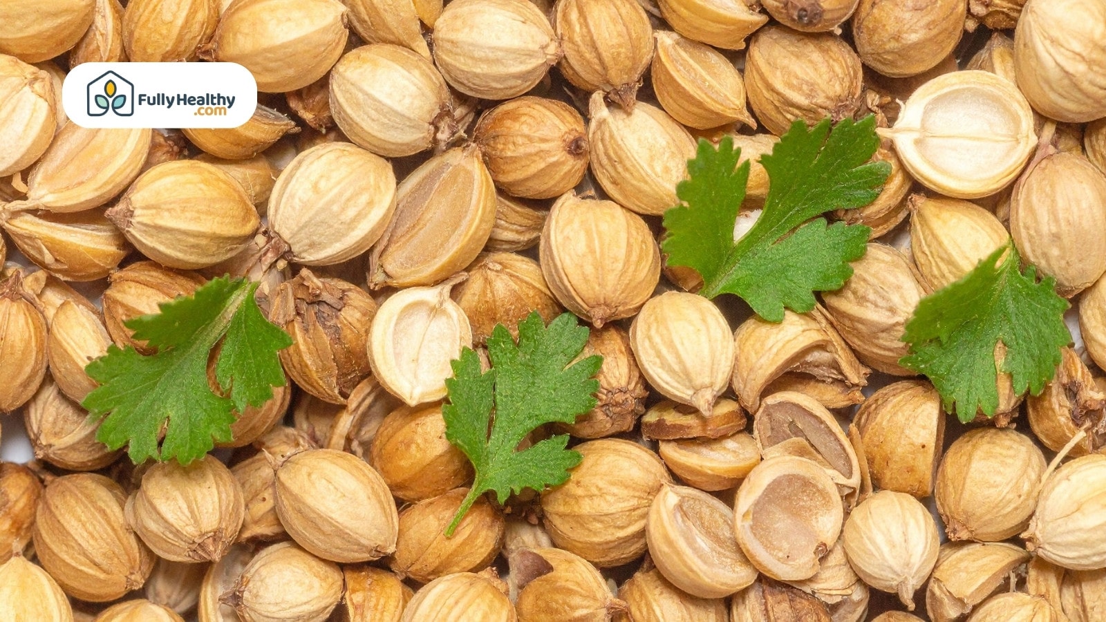 Whole coriander seeds with scattered fresh cilantro leaves on top view