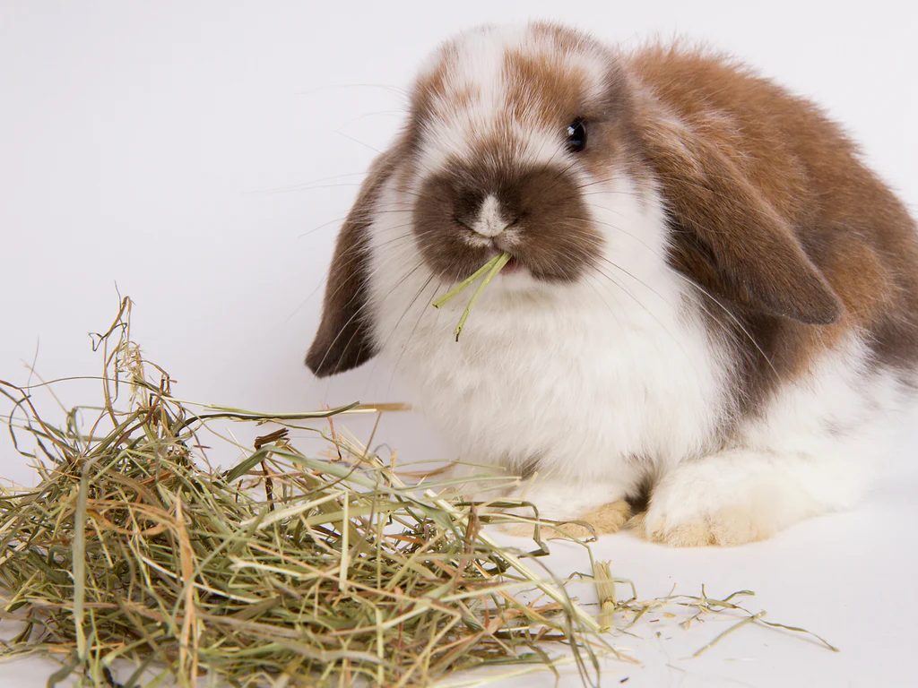 Meal Planning for Rabbits