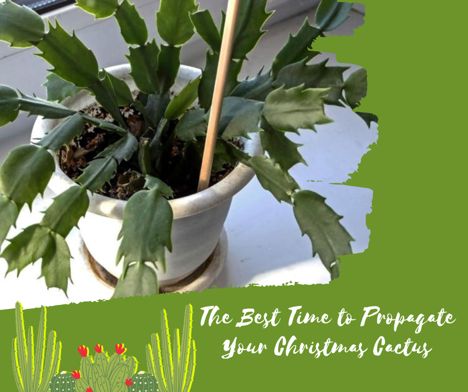 The Best Time to Propagate Your Christmas Cactus 