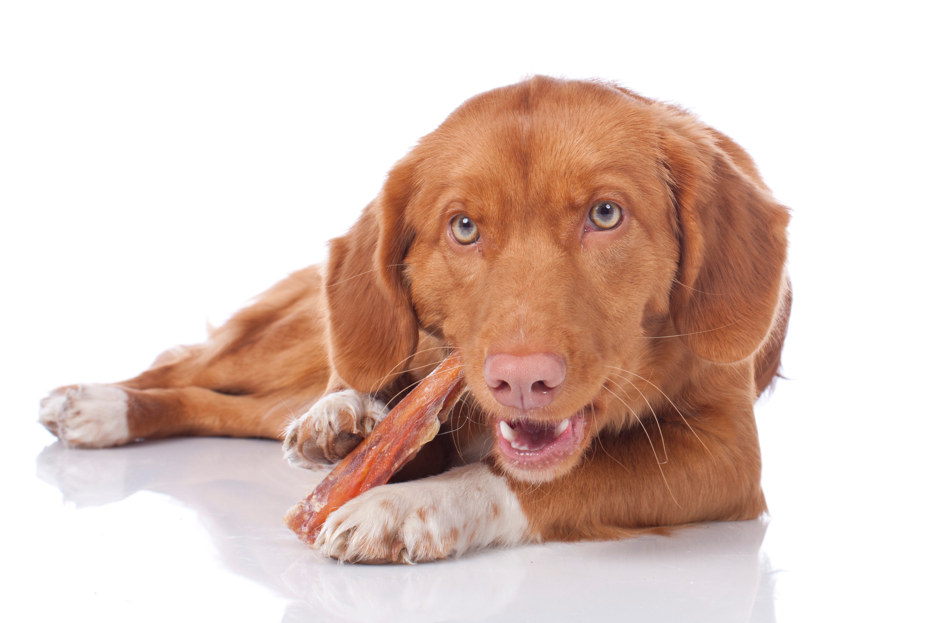 Dog eating Monster Bully Sticks