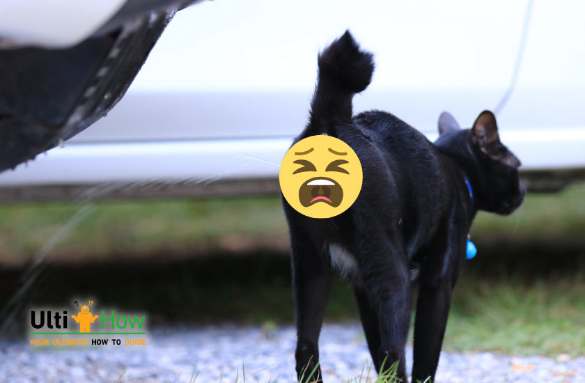 How To Get Cat Pee Or Dog Pee Smell Out Of Your Car