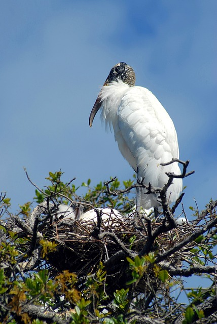 wood stork, nesting, nest