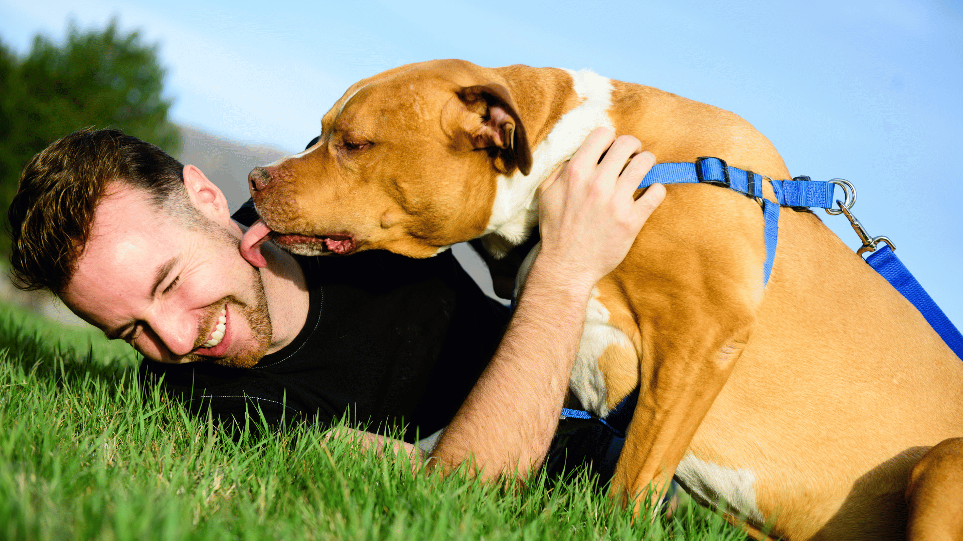 excited dog licking their owner