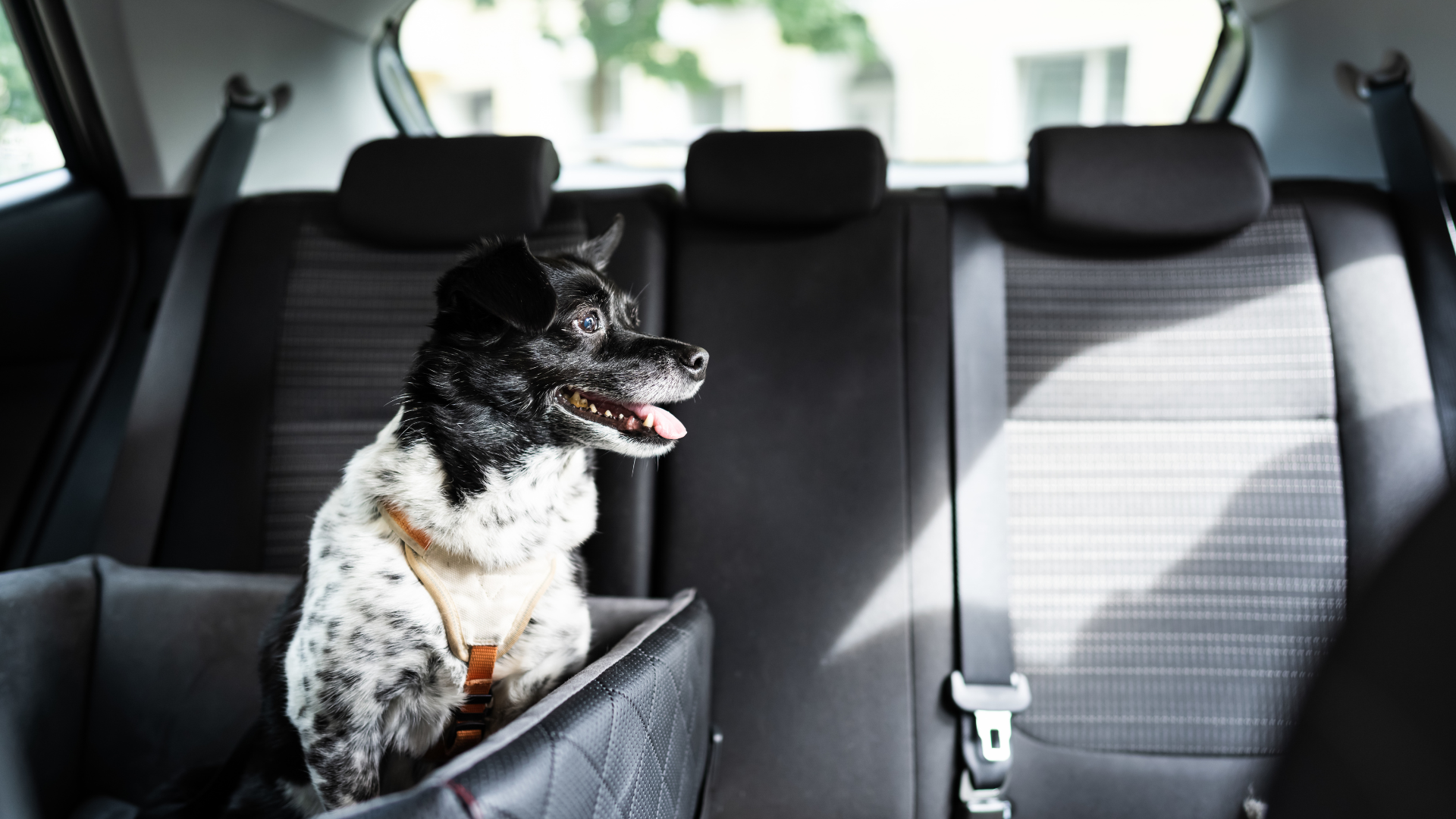 Auto, Hund, Menschen, Hitze, Temperaturen