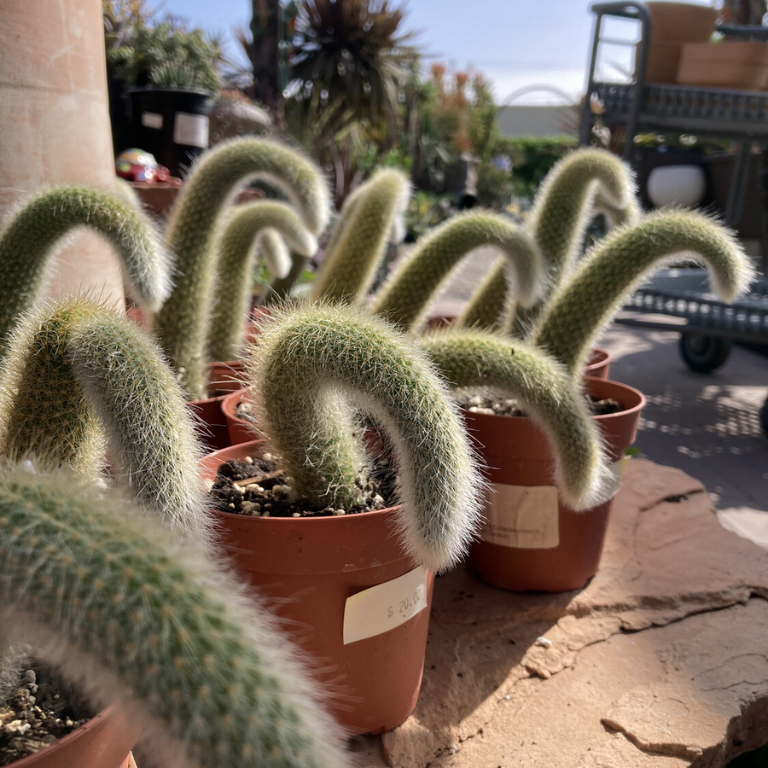 very similar plant, cactus, trailing stems