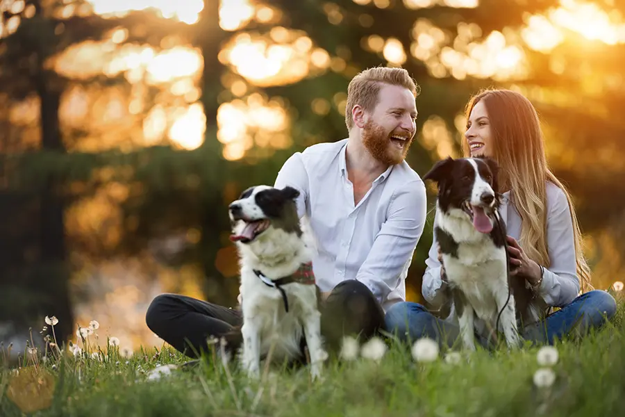 Companionship Benefits Of Multiple Dogs