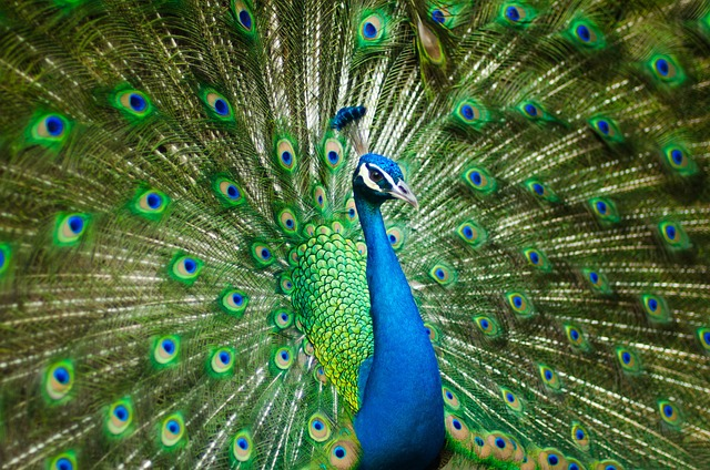 peafowl, peacock, bird