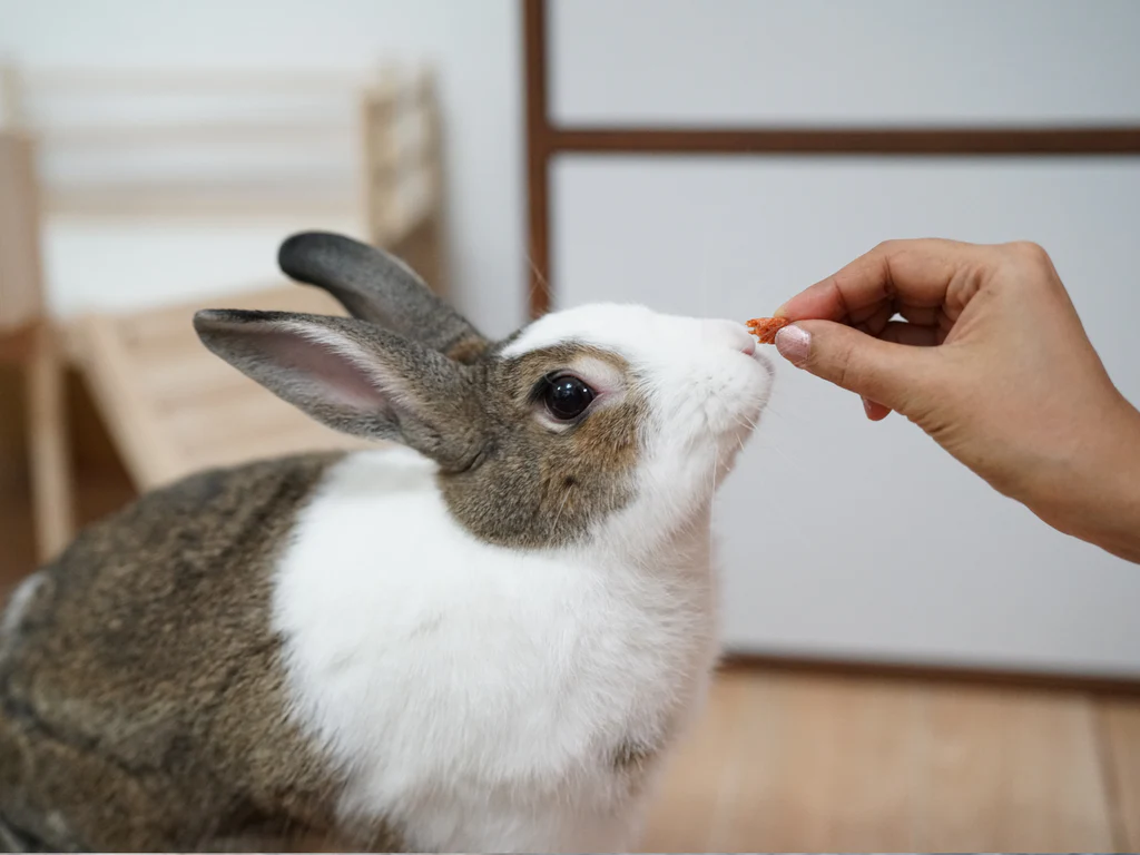 Specific Supplements for Rabbits