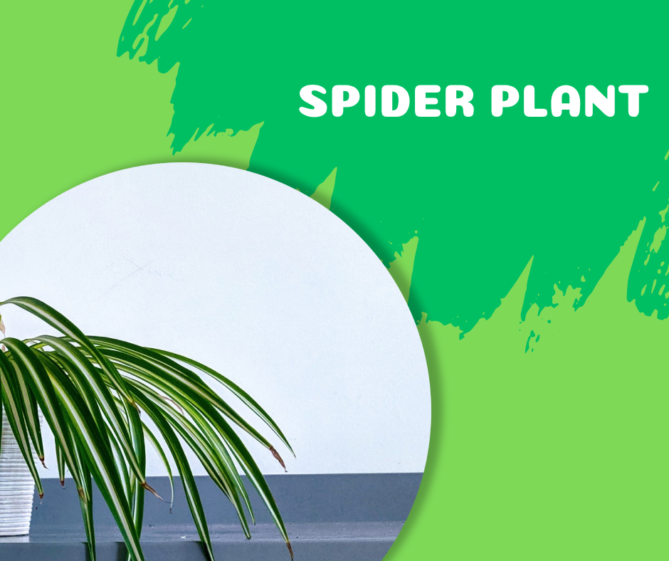 spider plant, fast-growing indoor plants, spider plant chlorophytum comosum
