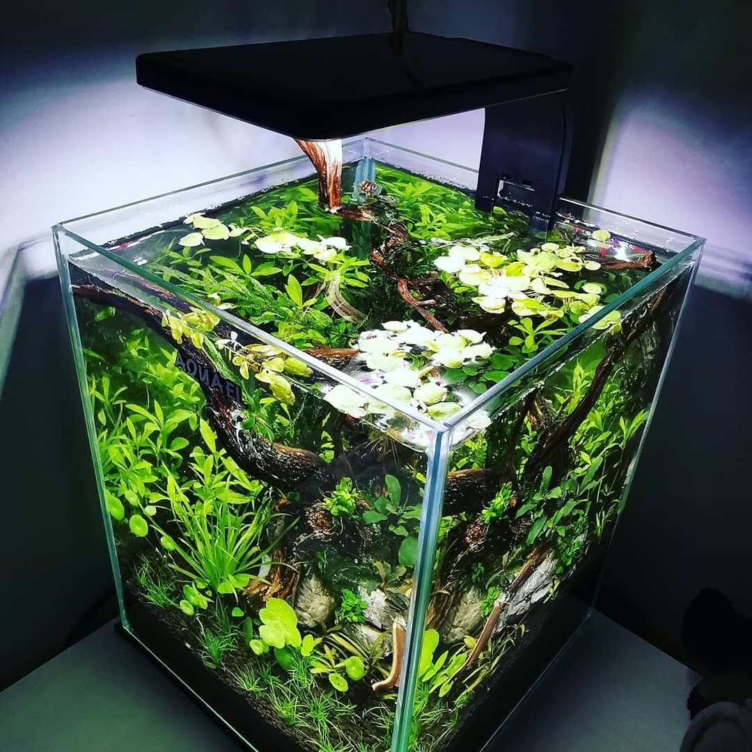 A fish tank without a lid