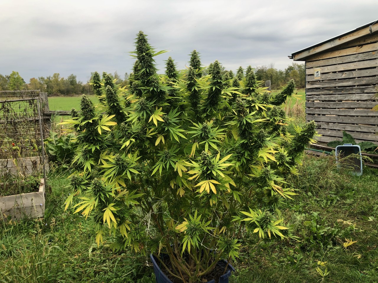 Cannabis cultivators grew this marijuana plant outsite