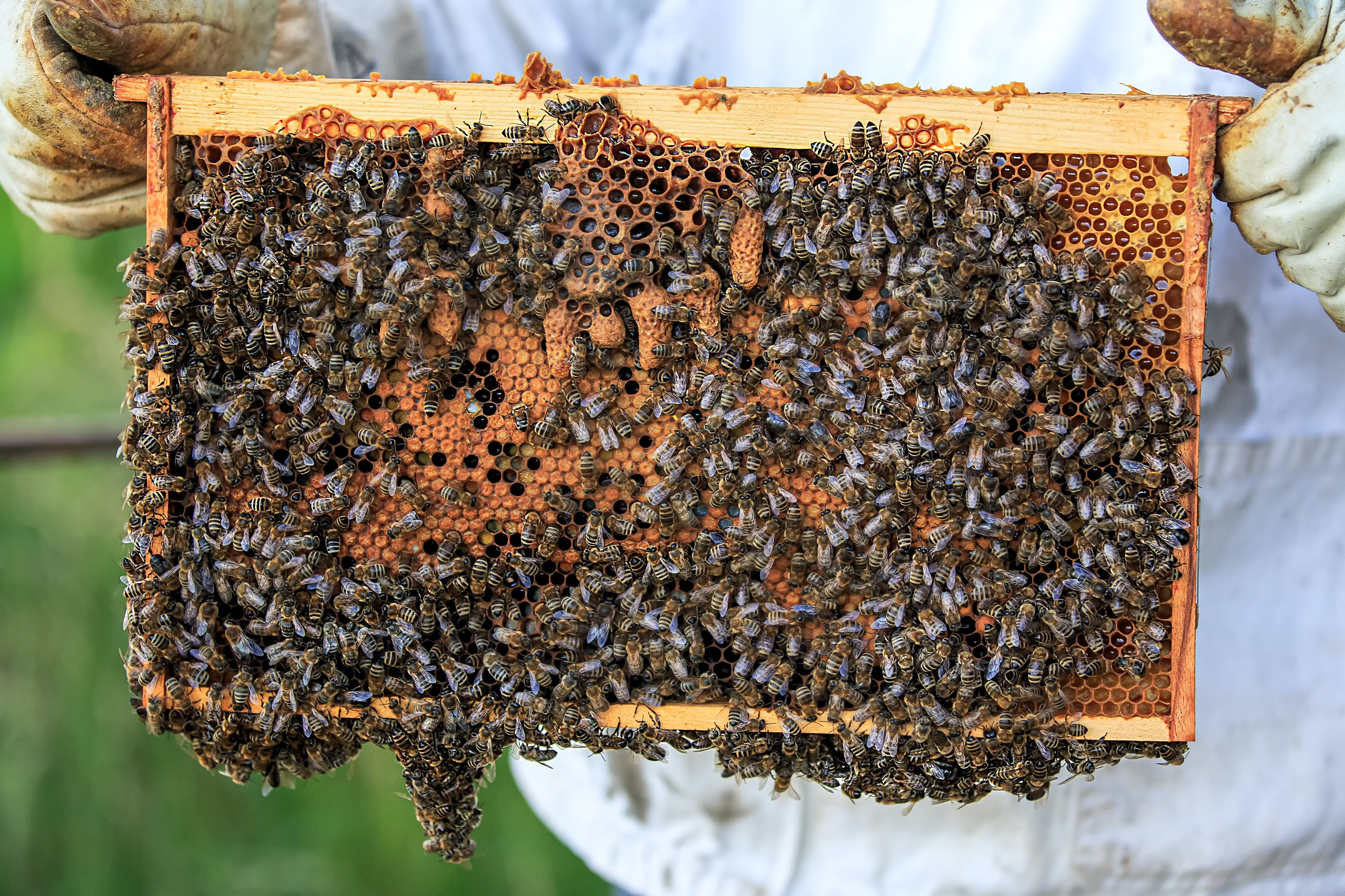 Bees hang with joined legs in between frames