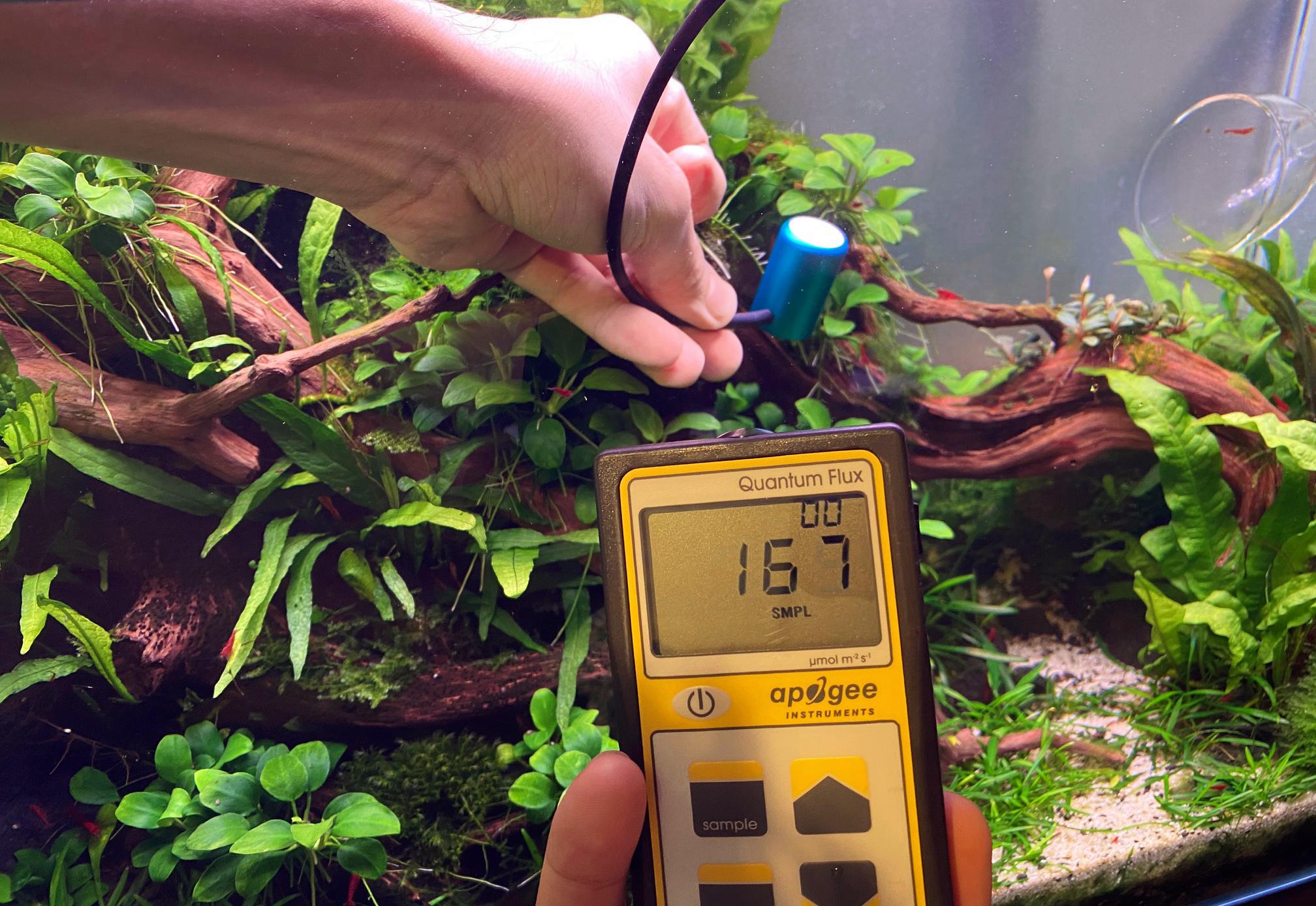 Measuring light strength using a PAR meter, hand holding probe underwater in a home aquarium