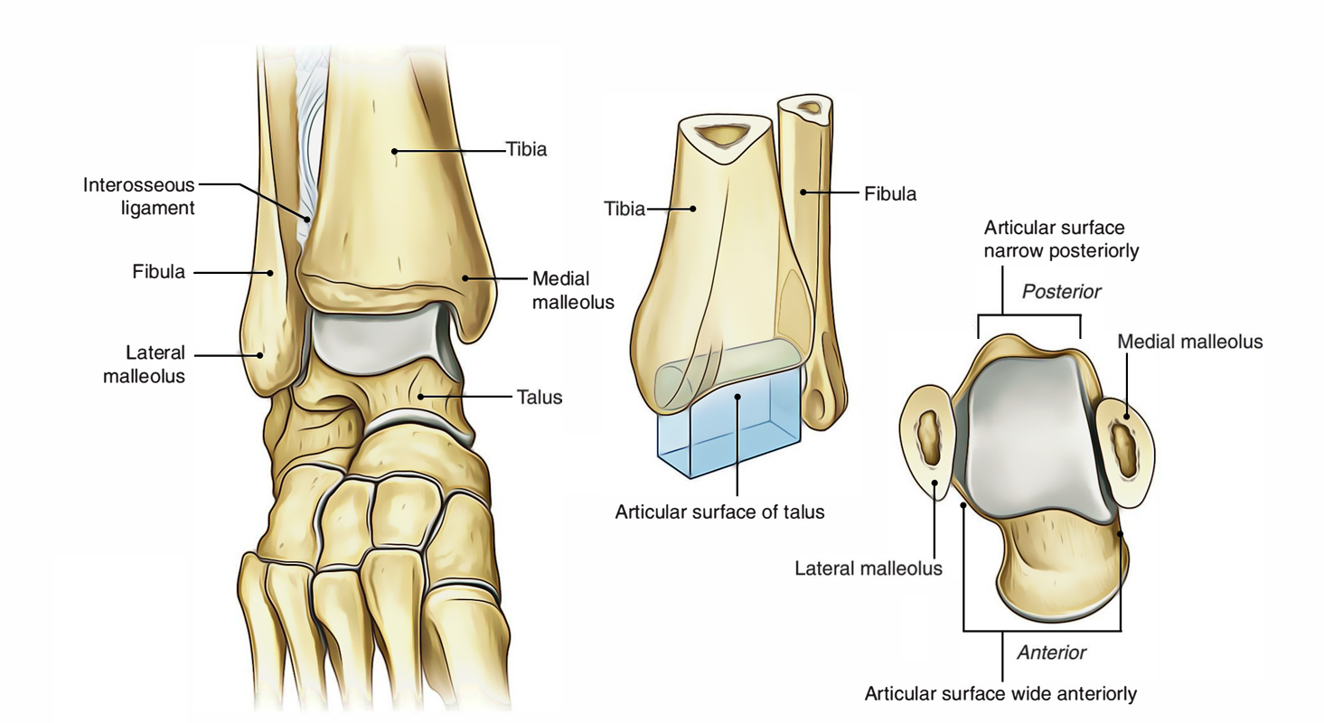 Anterior, superior, and lateral view of the talocrural joint displaying how the talus sits within the joint and is able to glide and roll freely.