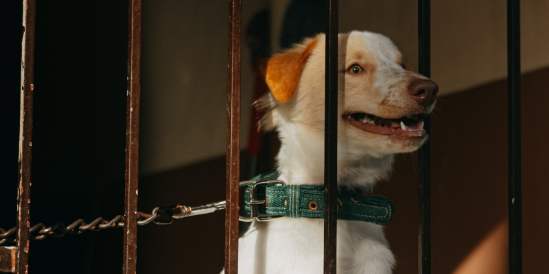 Dog in chain in shelters