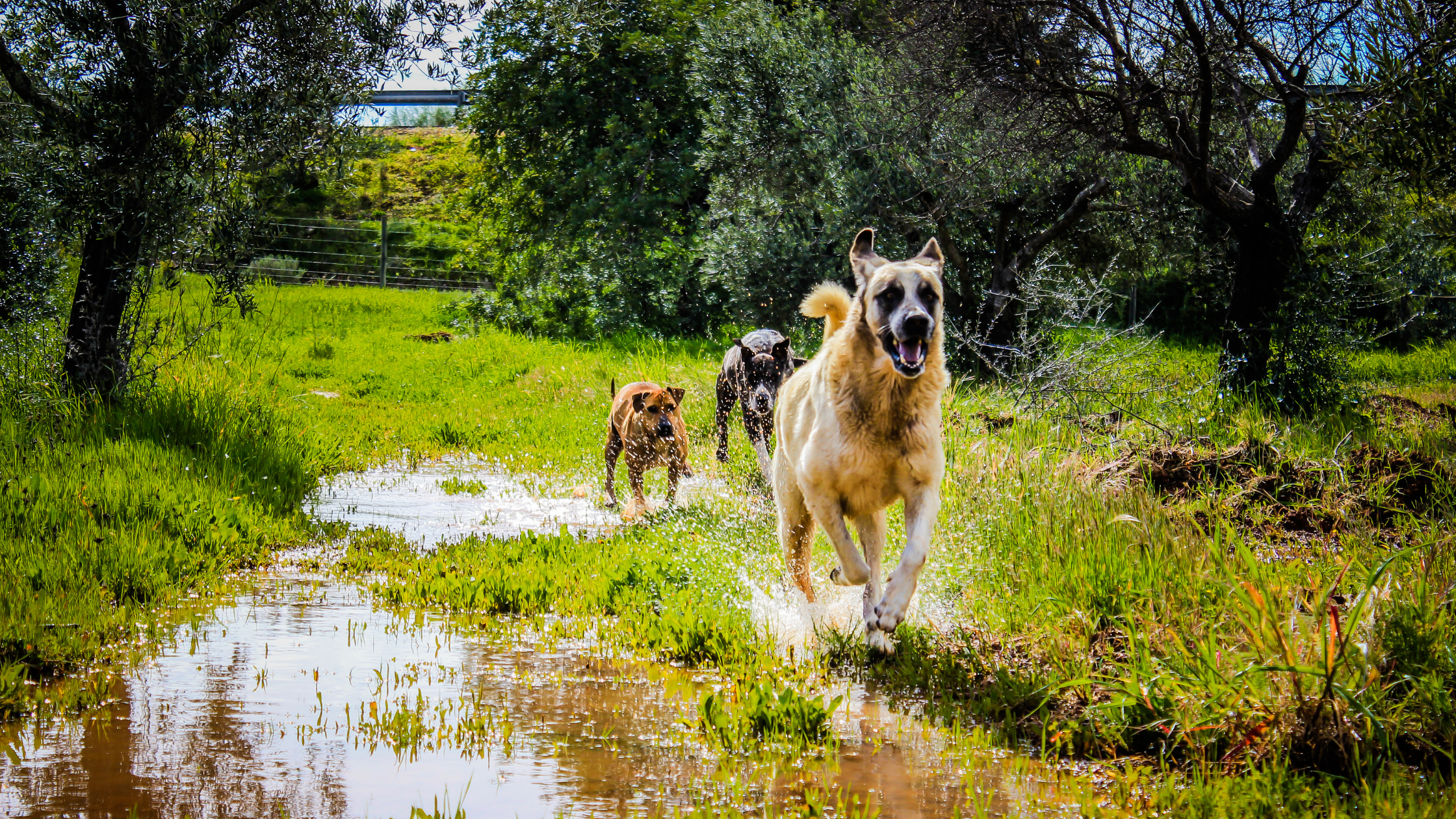A Portuguese Mastiff running in a  creek with two other dogs