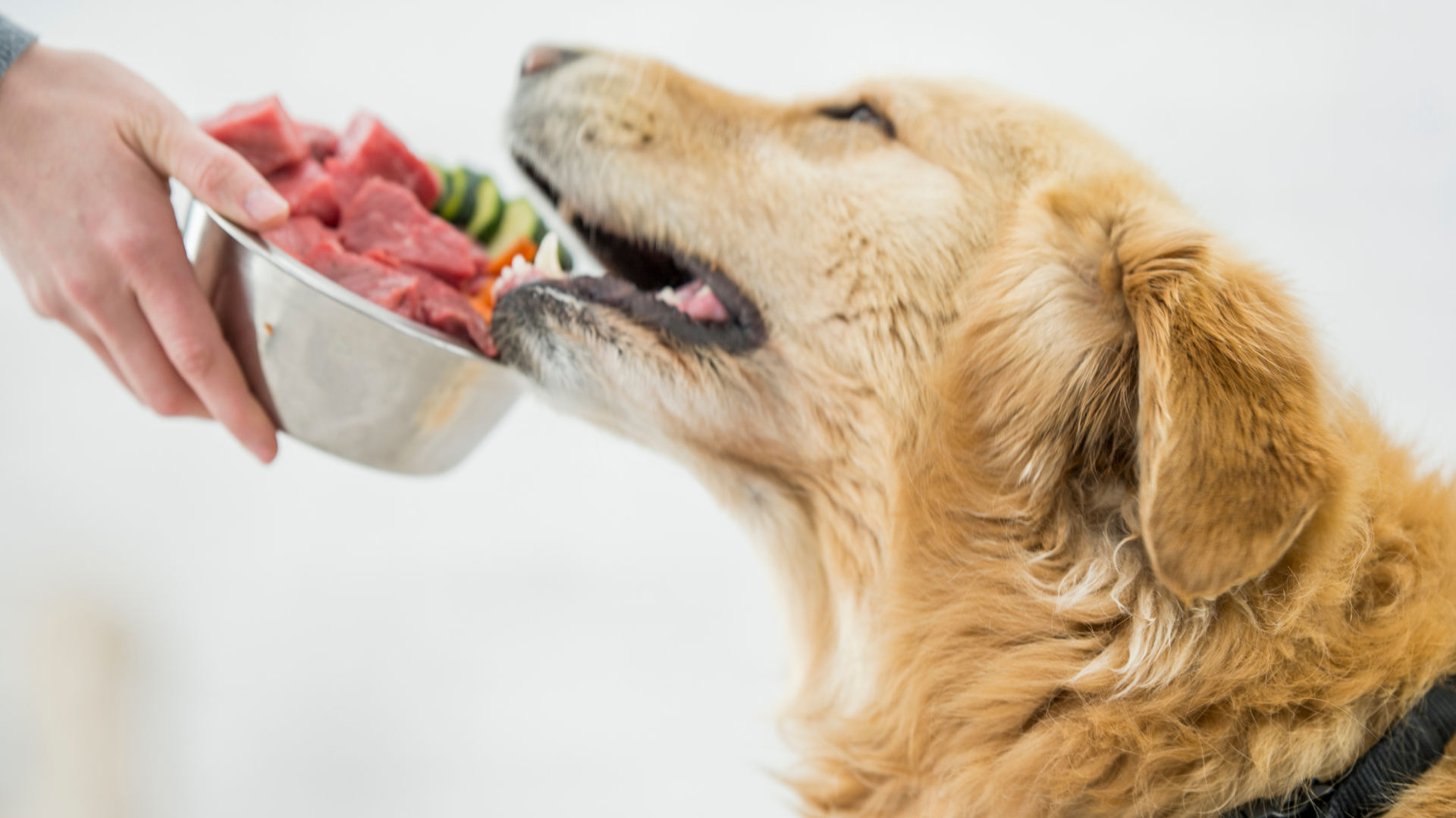 Hund, Futtermittelallergie, Ausschlussdiät, Allergien, Nahrungsmittelallergiker, Anzahl, Fleisch, Unverträglichkeiten, Tiere